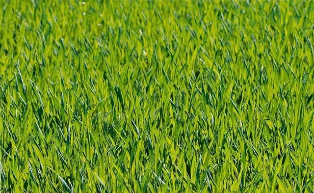 Les bienfaits de la prêle des champs pour la santé