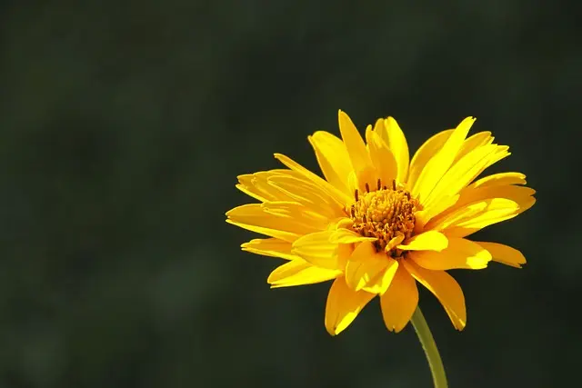 Les bienfaits de l'arnica : un remède naturel à découvrir