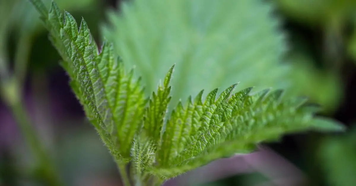 Les bienfaits de l'ortie : une plante à redécouvrir