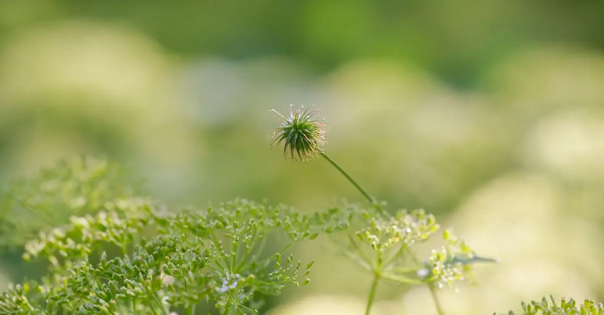 Comment la valériane améliore votre sommeil naturellement