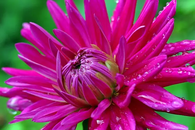 Les meilleures pratiques pour cultiver vos propres plantes médicinales