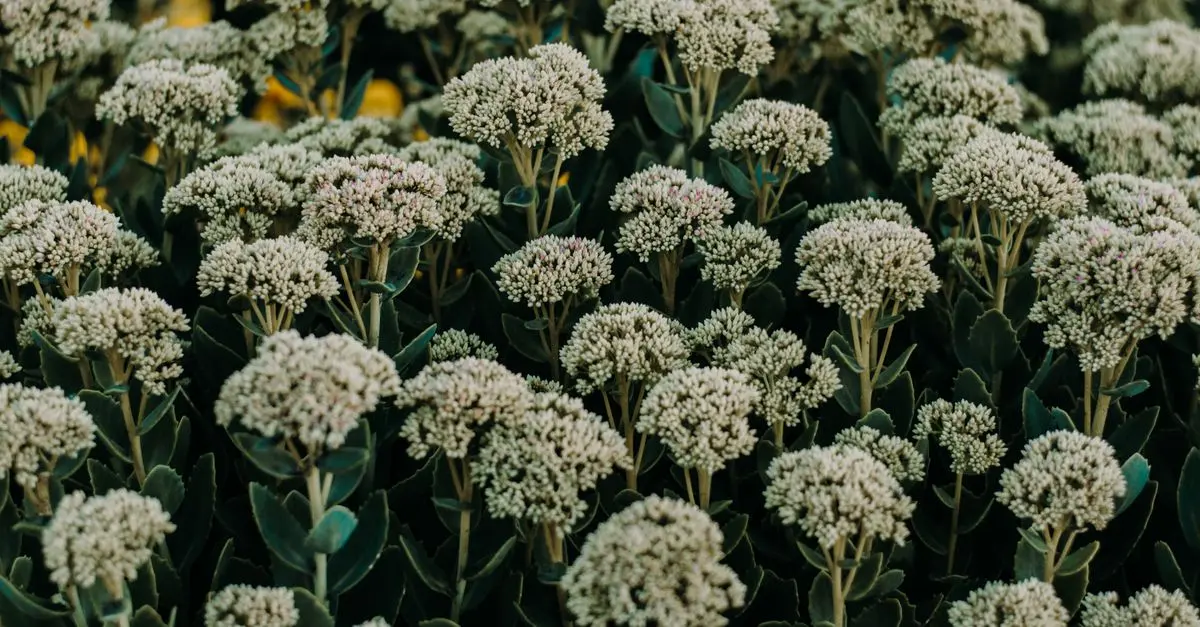 Plantes adaptogènes : Un soutien dans la gestion du stress