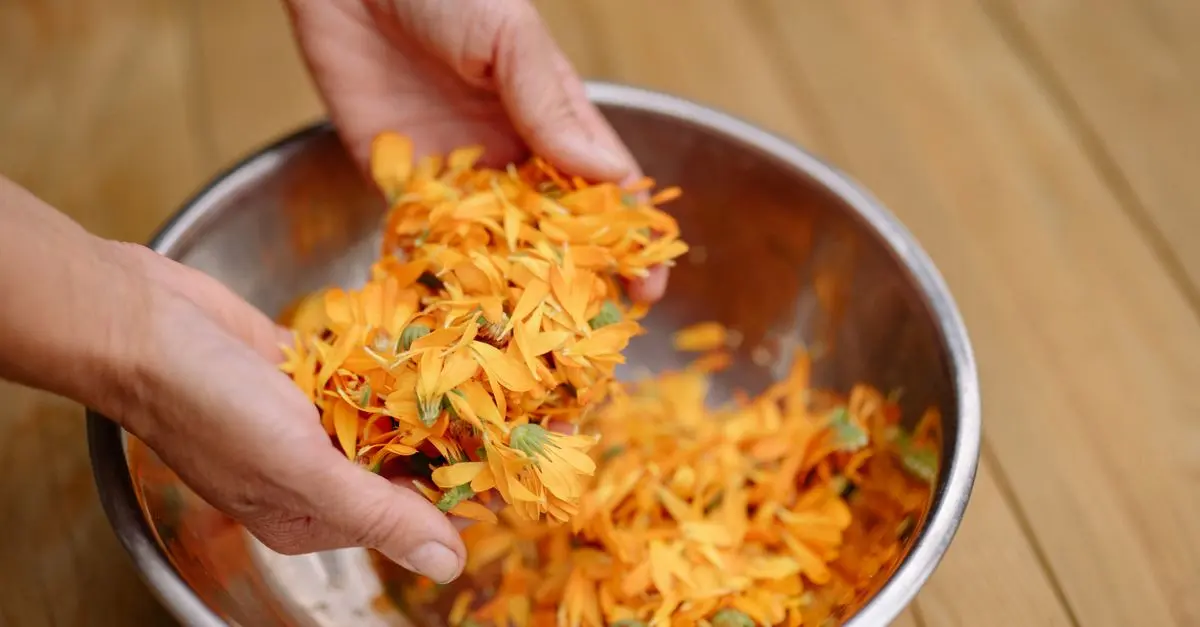 Comment préparer une pommade à base de calendula