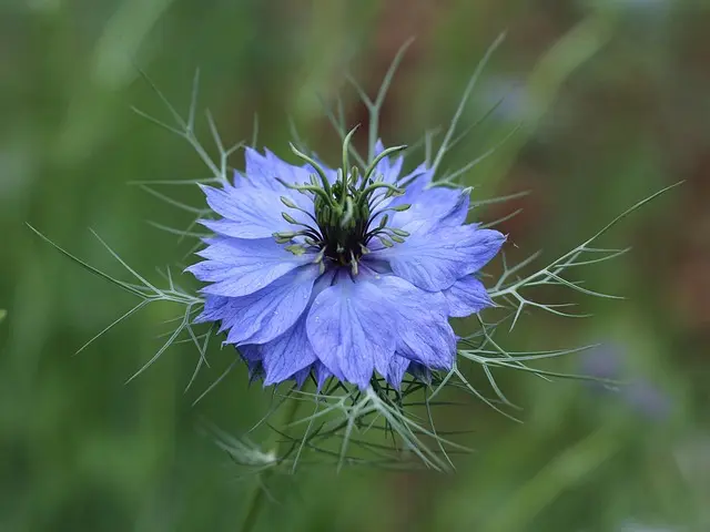 Les bienfaits de l'arnica : tout savoir sur cette plante médicinale