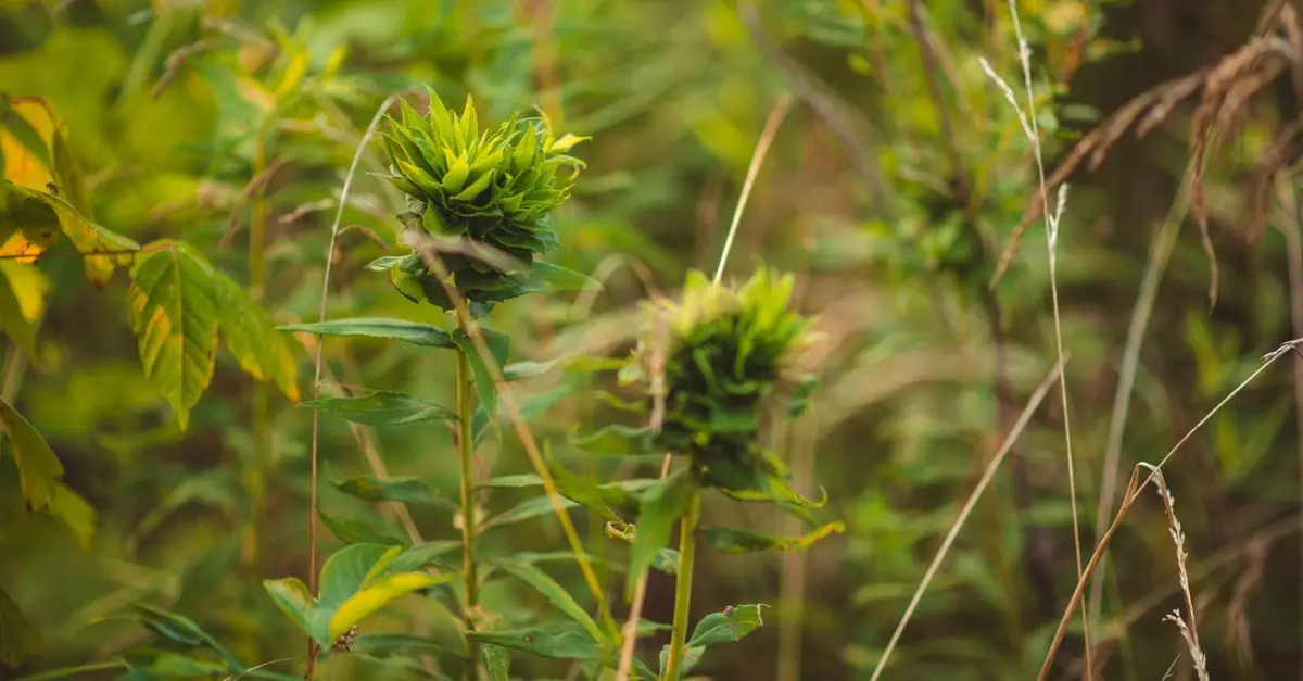 Les propriétés étonnantes de la rhodiola et ses bienfaits