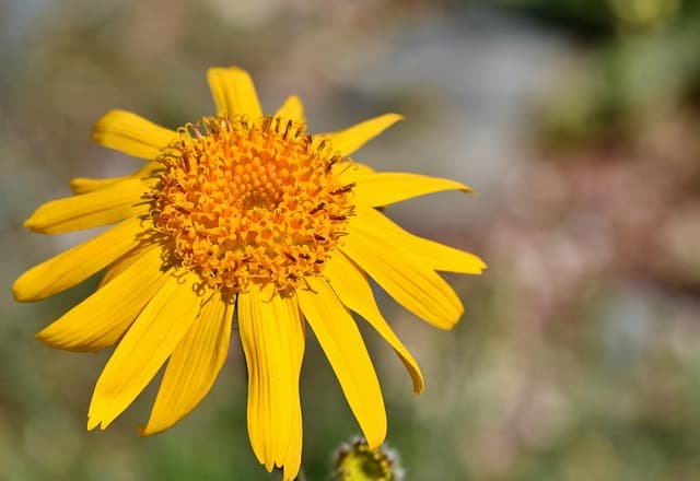 Les secrets de l'arnica : un remède naturel inestimable