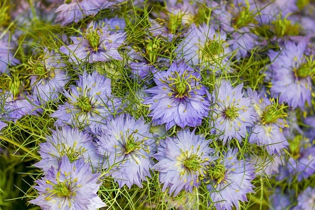 Les vertus du thym : un allié pour votre santé naturelle