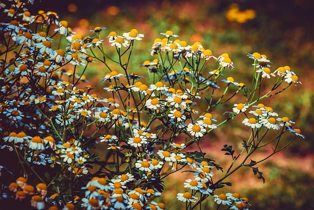 Plantes médicinales : Comment bien les choisir pour votre santé