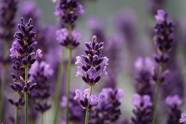 Les bienfaits de l'hyssope : une plante aux multiples vertus