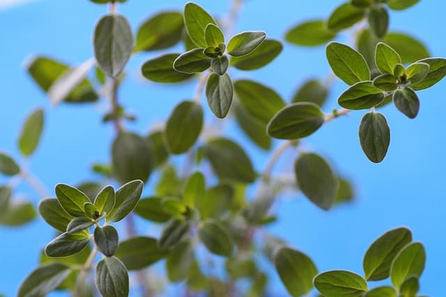 L'Herboristerie et ses Plantes Médicinales : Guide Complet
